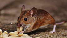 24 Hour & Emergency Exterminators in Carsontown, PA